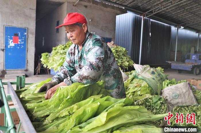 图为宜春市上高县镇渡乡一烤烟房，当地村民正忙着把刚采收的新鲜烟叶进行编杆。(资料图) 刘力鑫 摄