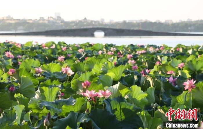 杭州西湖。(资料图) 王刚 摄