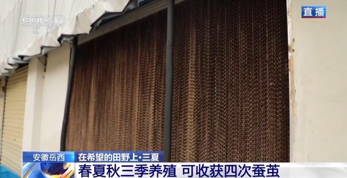 蚕宝宝也住“楼房”探访安徽岳西养蚕家庭工厂