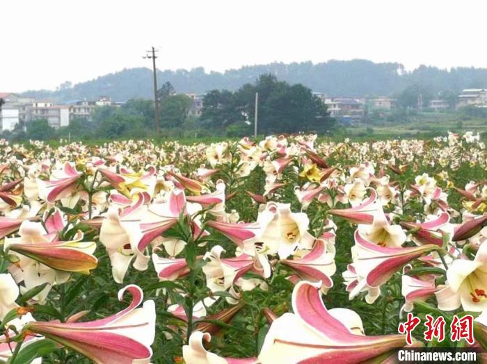 祁阳黄泥塘镇石兰村百合基地。　陶冶 摄