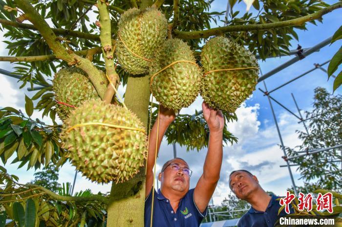 探访三亚榴莲种植基地：六月底榴莲或可“树上熟”