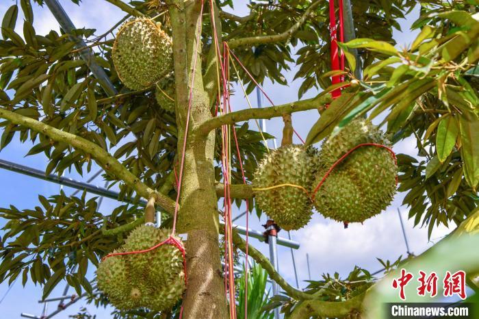 探访三亚榴莲种植基地：六月底榴莲或可“树上熟”