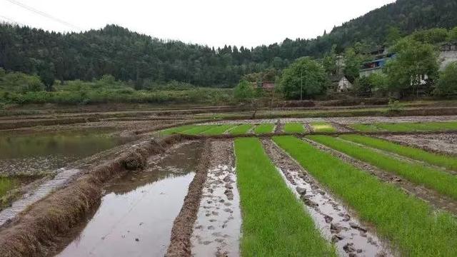 回忆川东北捉黄鳝的往事