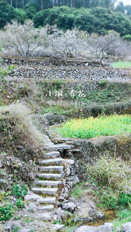 泉港涂岭镇小坝村春色，漫山“白雪”惹人醉