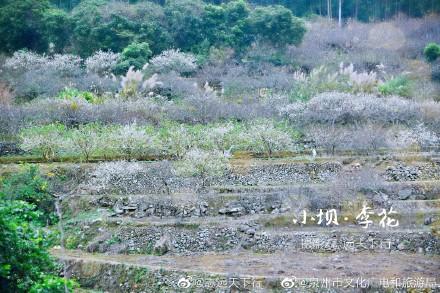 泉港涂岭镇小坝村春色，漫山“白雪”惹人醉