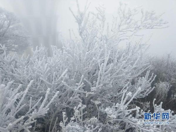 冻到“发紫”！厦门最低1℃！福建今冬第一场雪要来了