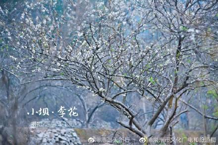 泉港涂岭镇小坝村春色，漫山“白雪”惹人醉