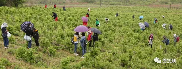 【加油！抚顺】乡长化身主播助力 说说刺五加那些事