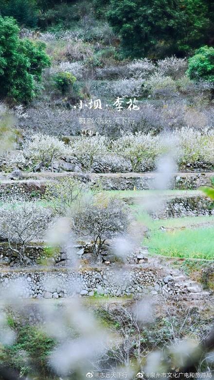 泉港涂岭镇小坝村春色，漫山“白雪”惹人醉