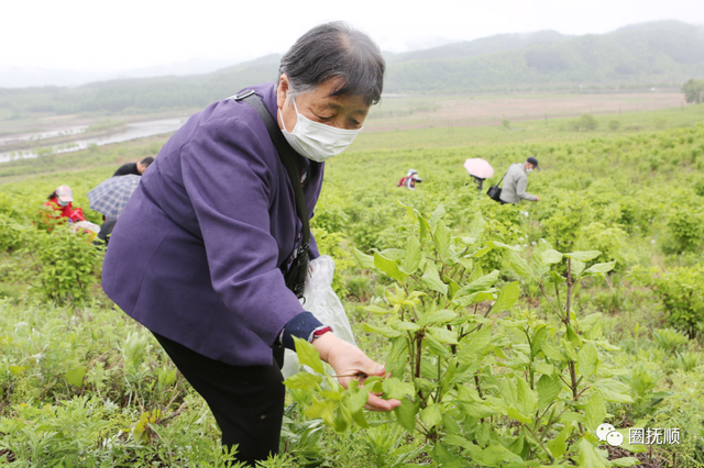 【加油！抚顺】乡长化身主播助力 说说刺五加那些事