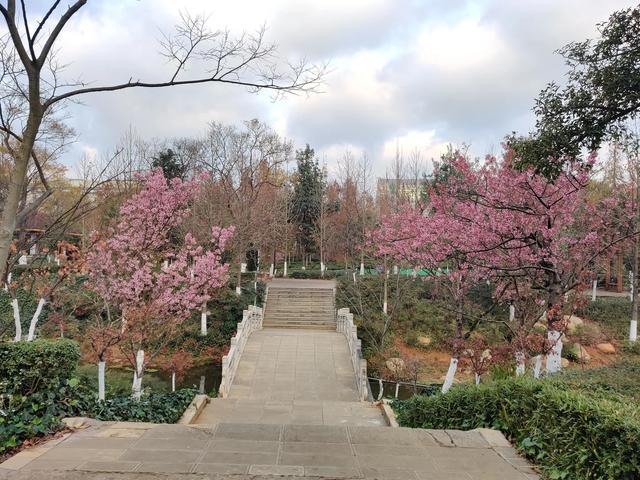 昆明冬樱花正在绽放