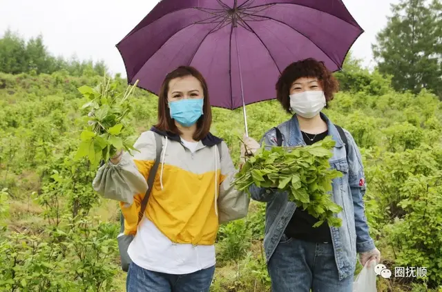 【加油！抚顺】乡长化身主播助力 说说刺五加那些事