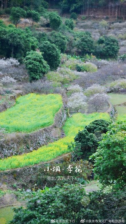 泉港涂岭镇小坝村春色，漫山“白雪”惹人醉