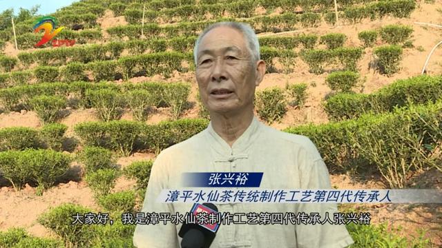 水仙茶传承人上省电台“带货” 为漳平水仙茶代言