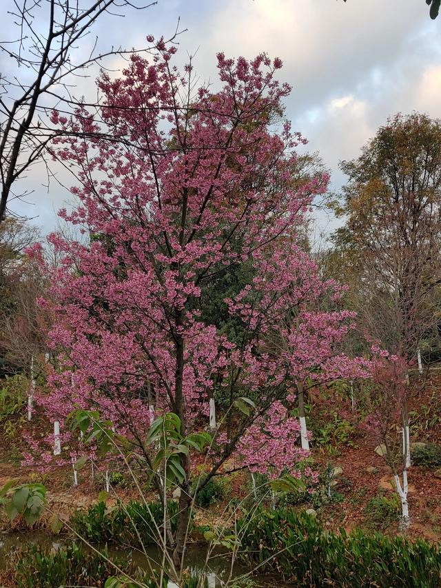 昆明冬樱花正在绽放