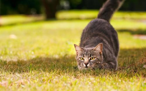 养猫必备品逗猫棒：小小的玩具，有多少主人不知道的原理和细节