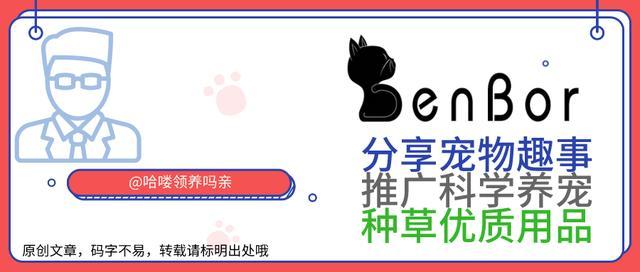 养猫必备品逗猫棒：小小的玩具，有多少主人不知道的原理和细节