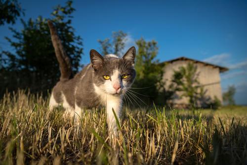 养猫必备品逗猫棒：小小的玩具，有多少主人不知道的原理和细节