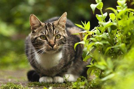 养猫必备品逗猫棒：小小的玩具，有多少主人不知道的原理和细节