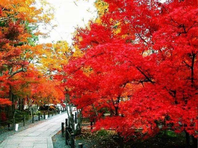 欧阳夏丹、杨晨、郎永淳、长啸央视四大主播朗诵《香山红叶》