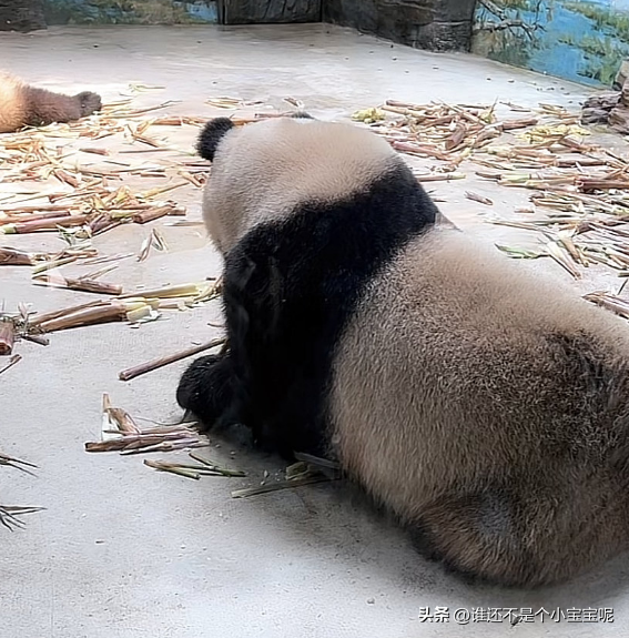 每天认识一只大熊猫——绩笑，憨气十足的女明星，KPI灰色C位出道