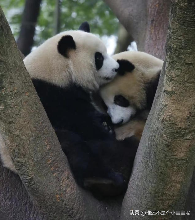 每天认识一只大熊猫——绩笑，憨气十足的女明星，KPI灰色C位出道