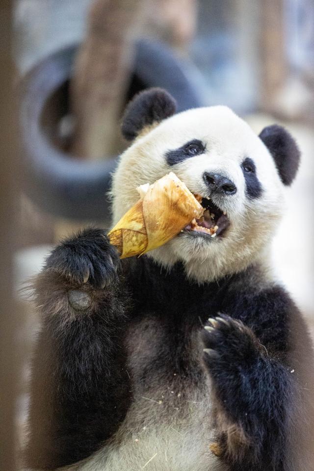 可爱！温岭大熊猫欢快吃美食