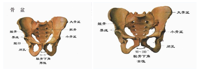 胯宽、腿粗、屁股大的梨型身材，我该拿什么来拯救你