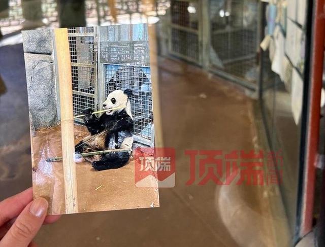 网友呼吁尽早接回旅美大熊猫“丫丫”，知情人：已有专家赴美照看