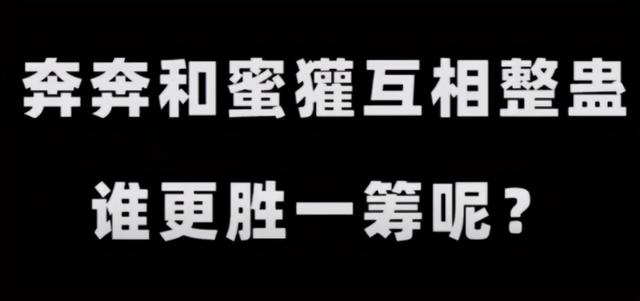 奔奔解说露脸直播蜜獾声援，网友：奔奔和蜜獾整蛊谁更胜一筹