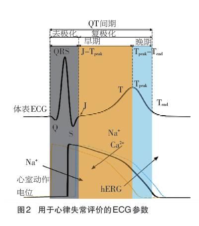 冷知识，热思考：创新药物的心脏安全性评价（下）