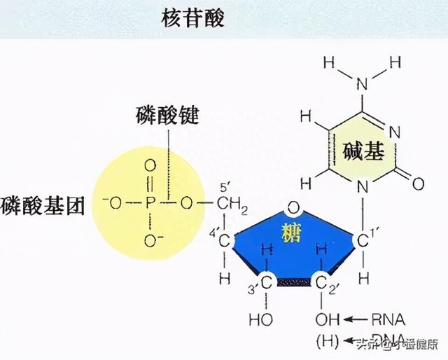 乙肝现有开发药物，简介干扰素机制，TAF被证明是TDF替代品