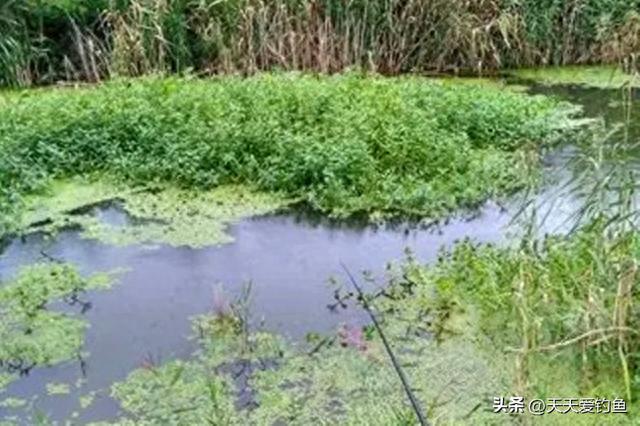 水草边上野钓鲫鱼，4种草窝随便选，哪个都能连竿