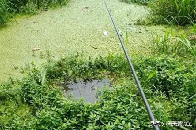 水草边上野钓鲫鱼，4种草窝随便选，哪个都能连竿