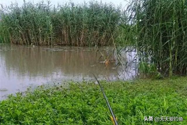 水草边上野钓鲫鱼，4种草窝随便选，哪个都能连竿