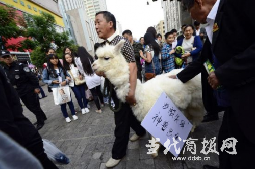 股民街头叫卖草泥马 挂牌“炒股失败神兽出售”