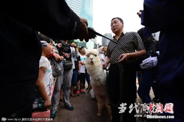 股民街头叫卖草泥马 挂牌“炒股失败神兽出售”