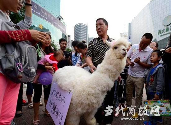 股民街头叫卖草泥马 挂牌“炒股失败神兽出售”