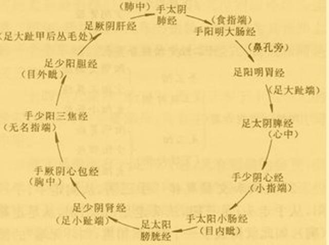 人体十二经络，基础入门总结