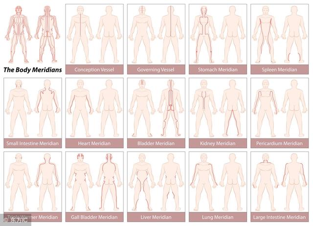 人体十二经络，基础入门总结