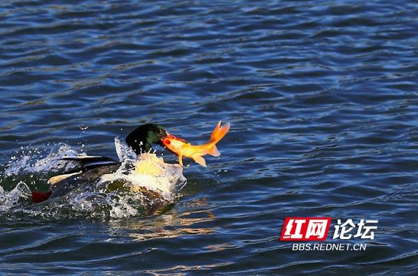 求科普：听说中华秋沙鸭降临益阳，它与我镜头里普通秋沙鸭有什么区别呢