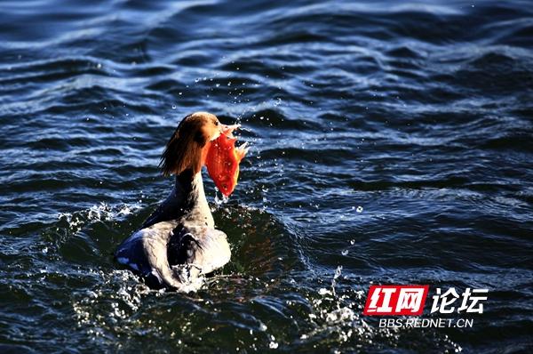 求科普：听说中华秋沙鸭降临益阳，它与我镜头里普通秋沙鸭有什么区别呢