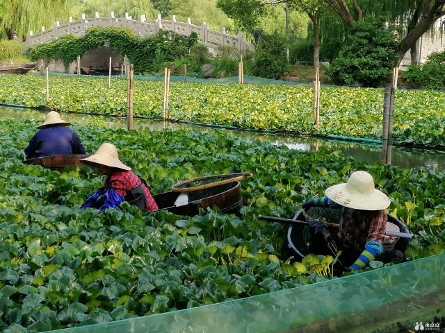 “时鲜货”南湖菱，嘉兴人舌尖上的美味，开始采摘了