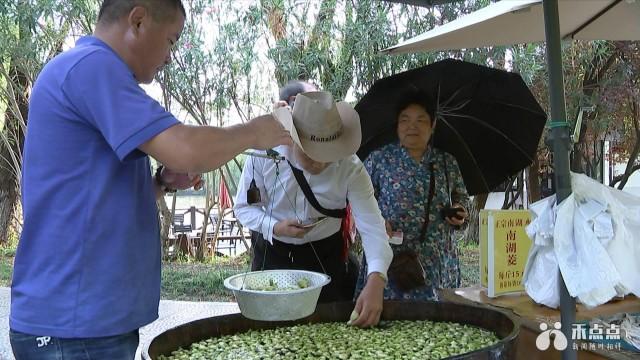 “时鲜货”南湖菱，嘉兴人舌尖上的美味，开始采摘了