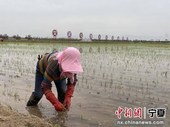 宁夏银川：绿水青山旁 “村光”无限好