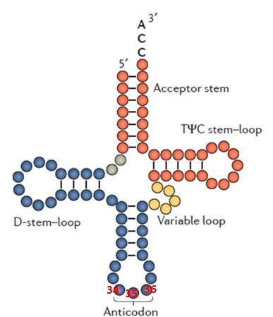 原来生物体内的tRNA的种类这般多样