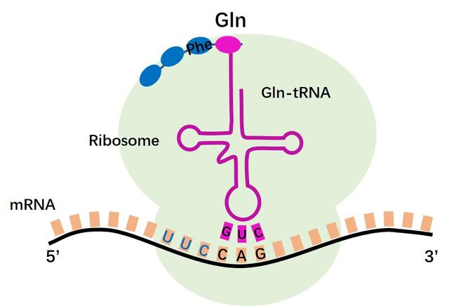 原来生物体内的tRNA的种类这般多样