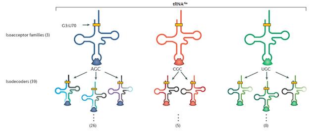 原来生物体内的tRNA的种类这般多样