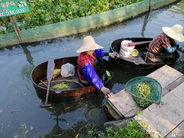 “时鲜货”南湖菱，嘉兴人舌尖上的美味，开始采摘了