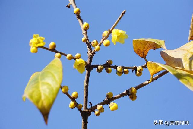 【雪原】清霜明月小梅枝